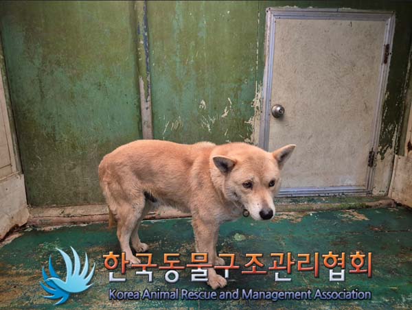 한국동물구조관리협회_441406202500118